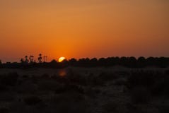 Tramonto arancio nel deserto con le siluette delle palme Fotografie Stock Libere da Diritti Tramonto arancio nel deserto con le siluette delle palme Fotografie Stock Libere da Diritti