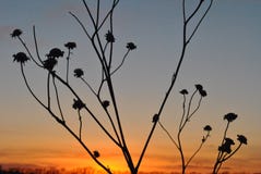 Tramonto con i baccelli secchi del girasole fotografia stock libera da diritti Tramonto con i baccelli secchi del girasole fotografia stock libera da diritti