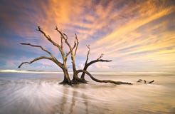 Tramonto guasto dell'oceano del Driftwood dell'albero della spiaggia di follia Fotografia Stock Libera da Diritti Tramonto guasto dell'oceano del Driftwood dell'albero della spiaggia di follia Fotografia Stock Libera da Diritti