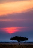 Tramonto nel Maasai Mara National Park l'africa kenya fotografie stock Tramonto nel Maasai Mara National Park l'africa kenya fotografie stock