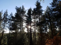 Tramonto nell'albero forestale immagine stock libera da diritti Tramonto nell'albero forestale immagine stock libera da diritti