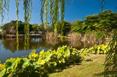 Tranquil Tropical Pond Royalty Free Stock Images Tranquil Tropical Pond Royalty Free Stock Images