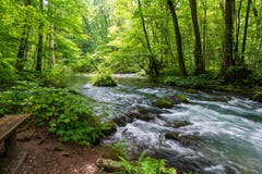 Wooden picnic table by Oirase Stream in the lush summer forest of Oirase Gorge, Japan