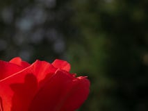 Translucent red rose against dark background with space for text. royalty free stock image Translucent red rose against dark background with space for text. royalty free stock image
