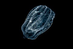 translucent transparent pelagic tunicate in black water