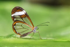 Transparent wing butterfly - Greta oto