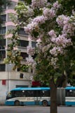 Transporte público de la ciudad de Goiania, el Brasil fotografía de archivo libre de regalías Transporte público de la ciudad de Goiania, el Brasil fotografía de archivo libre de regalías