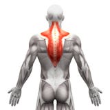 Trapezius Muscle - Anatomy Muscles isolated on white - 3D illustration