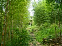 Trappa i en grön bambuskog arkivbild Trappa i en grön bambuskog arkivbild