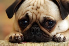 Trauriger Pug-Welpe