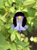 Travancorica de Torenia ou flor de Bluewings ou de ossinho da sorte Imagem de Stock Travancorica de Torenia ou flor de Bluewings ou de ossinho da sorte Imagem de Stock