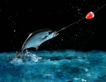 Travando um peixe grande na noite foto de stock Travando um peixe grande na noite foto de stock