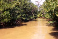 A través de la selva tropical del Amazonas A través de la selva tropical del Amazonas
