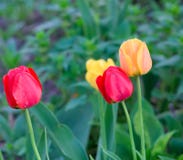trawa tulipany zdjęcia royalty free trawa tulipany zdjęcia royalty free