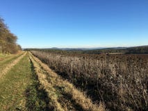 Trayectoria de la hierba al lado de un campo de girasoles secos en día de invierno soleado en el parque de naturaleza Eifel, Alem foto de archivo libre de regalías Trayectoria de la hierba al lado de un campo de girasoles secos en día de invierno soleado en el parque de naturaleza Eifel, Alem foto de archivo libre de regalías