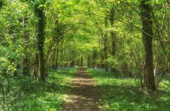 Trayectoria del arbolado en una madera más baja de la primavera, campo común de Ingleston, Gloucestershire fotografía de archivo libre de regalías Trayectoria del arbolado en una madera más baja de la primavera, campo común de Ingleston, Gloucestershire fotografía de archivo libre de regalías