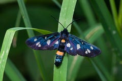 a traça Nove-manchada ou o amarelo cercaram o burnet, phegea de Amata, anteriormente phegea de Syntomis, macro na erva daninha imagens de stock a traça Nove-manchada ou o amarelo cercaram o burnet, phegea de Amata, anteriormente phegea de Syntomis, macro na erva daninha imagens de stock