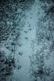 Traços de um lobo ou de um cão na neve foto de stock Traços de um lobo ou de um cão na neve foto de stock