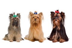 Tre cani del terrier di Yorkshire immagini stock libere da diritti Tre cani del terrier di Yorkshire immagini stock libere da diritti