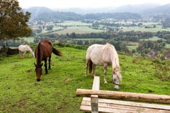 Tre cavalli che pascolano vista di autunno del villaggio di Zasip, touri della Slovenia immagini stock Tre cavalli che pascolano vista di autunno del villaggio di Zasip, touri della Slovenia immagini stock