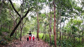 Tre fratelli che camminano insieme alla cura della famiglia nella foresta verde immagini stock libere da diritti Tre fratelli che camminano insieme alla cura della famiglia nella foresta verde immagini stock libere da diritti