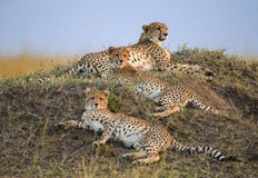 Tre geparder i savannahen kenya tanzania _ Chiang Mai serengeti Maasai Mara royaltyfria bilder Tre geparder i savannahen kenya tanzania _ Chiang Mai serengeti Maasai Mara royaltyfria bilder