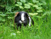 Tre kulör försökskanin som matar i gräset fotografering för bildbyråer Tre kulör försökskanin som matar i gräset fotografering för bildbyråer
