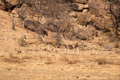 Tre kvinnlig Kudus som går till och med Savannah av Sydafrika, Mapungubwe nationalpark arkivbilder Tre kvinnlig Kudus som går till och med Savannah av Sydafrika, Mapungubwe nationalpark arkivbilder