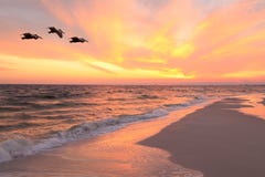 Tre pellicani di Brown volano vicino alla spiaggia al tramonto fotografia stock libera da diritti Tre pellicani di Brown volano vicino alla spiaggia al tramonto fotografia stock libera da diritti