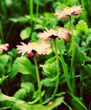 Tre piccoli fioriscono o sono quattro immagine stock Tre piccoli fioriscono o sono quattro immagine stock
