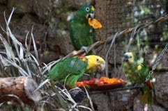 Tre uccelli verdi del pappagallo fotografia stock libera da diritti Tre uccelli verdi del pappagallo fotografia stock libera da diritti