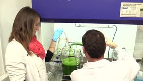 TREBON, REPÚBLICA CHECA, EL 2 DE NOVIEMBRE DE 2015: Hombre y mujer, producción de la Chlorella, comida del científico de las alga almacen de video TREBON, REPÚBLICA CHECA, EL 2 DE NOVIEMBRE DE 2015: Hombre y mujer, producción de la Chlorella, comida del científico de las alga almacen de video