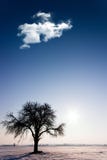 Tree Stock Photography Tree Stock Photography