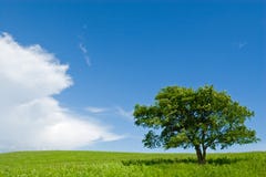 Tree 2 Royalty Free Stock Photos Tree 2 Royalty Free Stock Photos