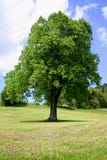 Tree Royalty Free Stock Image Tree Royalty Free Stock Image