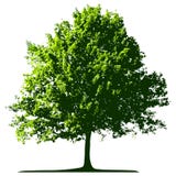Tree Royalty Free Stock Photo