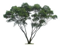 Tree Stock Photos Tree Stock Photos