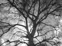 Tree Stock Images Tree Stock Images
