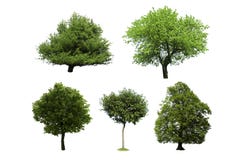tree tree