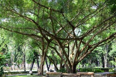 Tree banyan branching out over fifty meters on the park royalty free stock images Tree banyan branching out over fifty meters on the park royalty free stock images