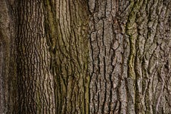 Free Tree Bark Stock Photography - 57035092