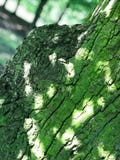 Tree Bark In Forest In Southwest Poland Royalty Free Stock Images