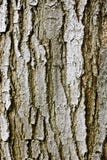Tree Bark Texture Stock Photo