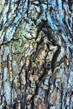 Tree Bark Texture Royalty Free Stock Image Tree Bark Texture Royalty Free Stock Image
