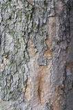 Tree Bark Texture Royalty Free Stock Photos
