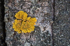 Tree Bark Texture With Yellow Moss Close-up Royalty Free Stock Photo