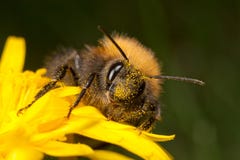 Tree Bee - Bombus hypnorum royalty free stock photo Tree Bee - Bombus hypnorum royalty free stock photo