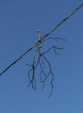 Tree branch hanging on electrical wire Stock Photo Tree branch hanging on electrical wire Stock Photo