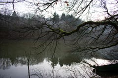 Tree branche over river in winter royalty free stock photos Tree branche over river in winter royalty free stock photos