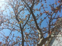Tree branches with leaves against blue sky Royalty Free Stock Images Tree branches with leaves against blue sky Royalty Free Stock Images